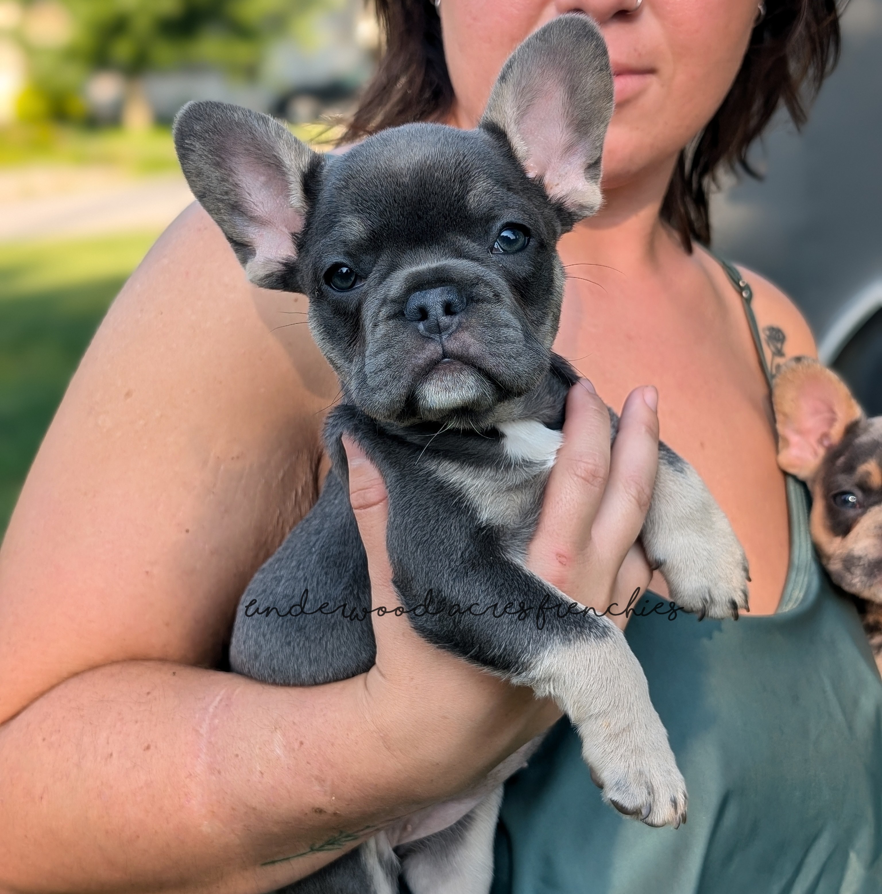 A person holding a small gray French Bulldog puppy with large ears, outdoors in a sunny setting. Another puppy is partially visible in the background.
